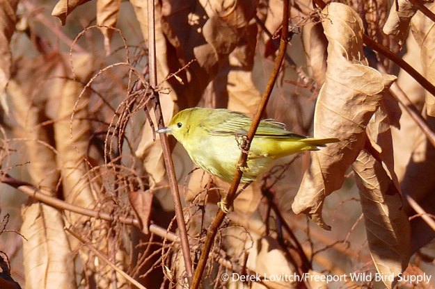 L1040022_YWAR,SacoRiverWalk,12-6-15_edited-1