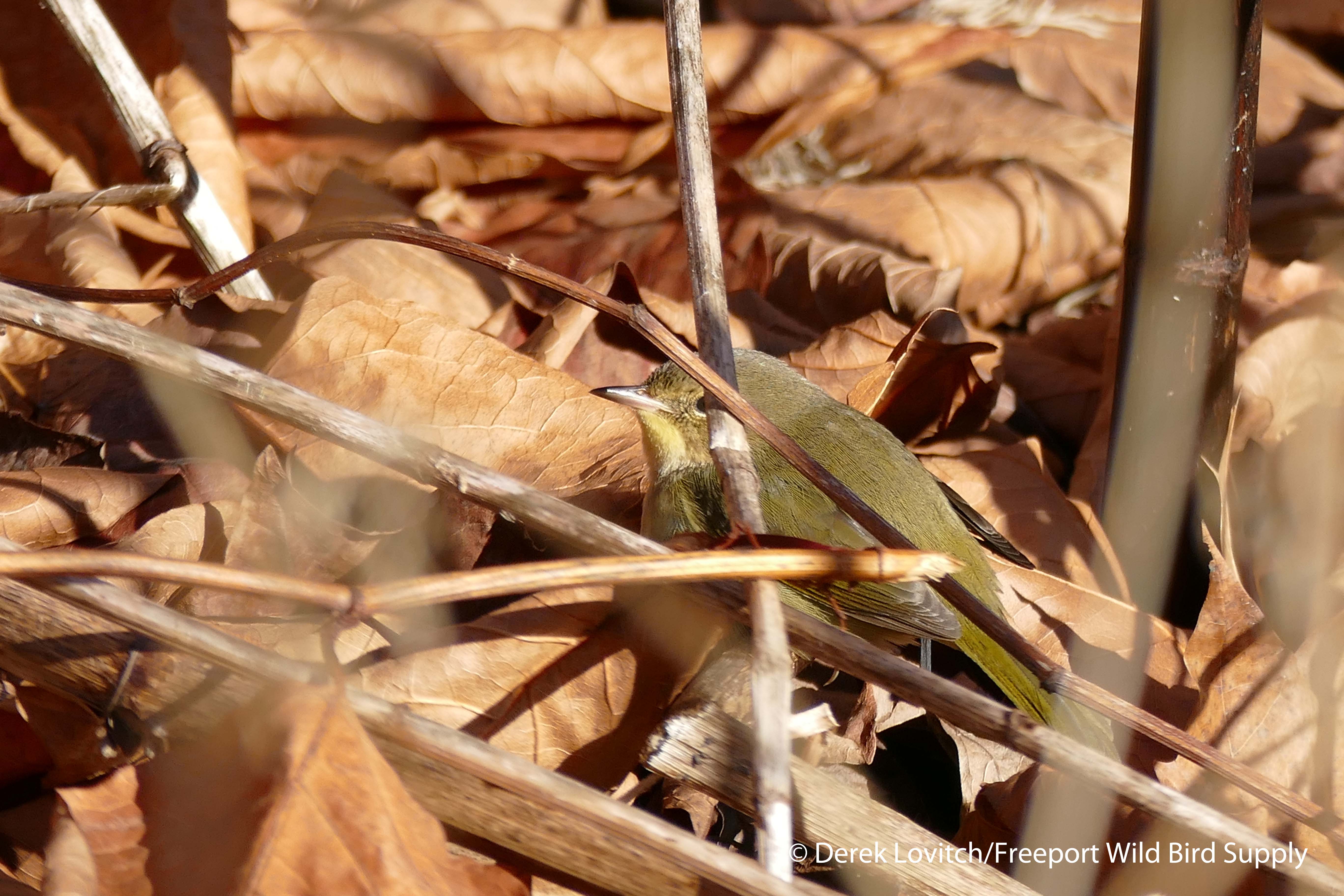 L1040098_COYE1,SacoRiverWalk,12-5-15_edited-1