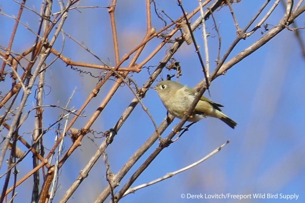 L1040116_RCKI,SacoYachtClub,12-6-15-edited