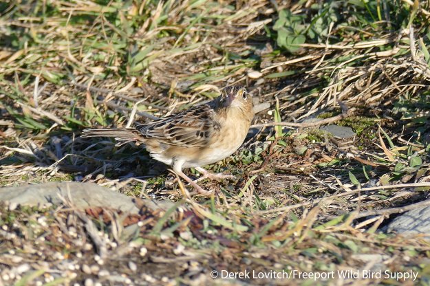 L1040136_GHSP2,DyerPt,12-6-15_edited-1