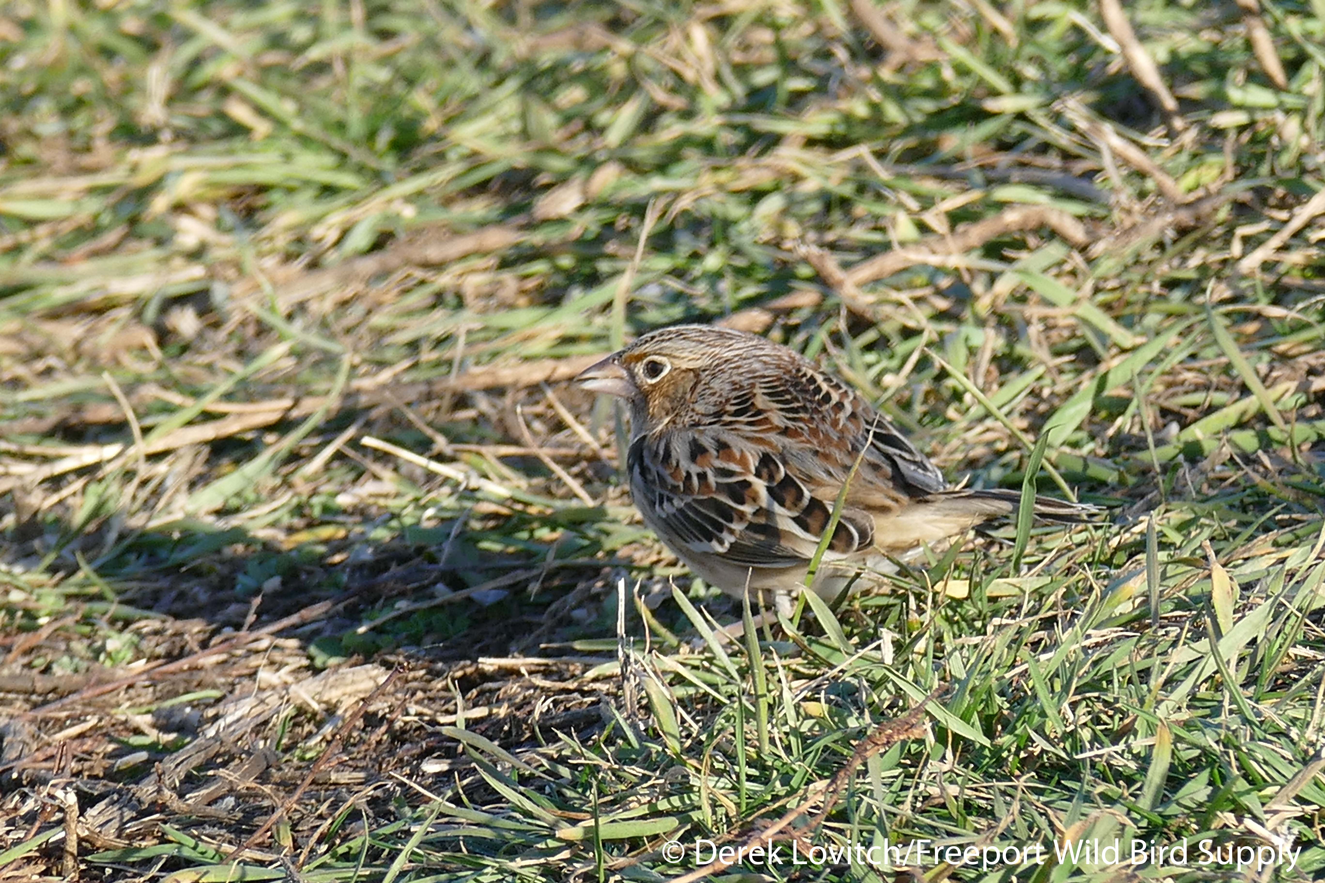 L1040151_GHSP3,DyerPoint,12-6-15_edited-1