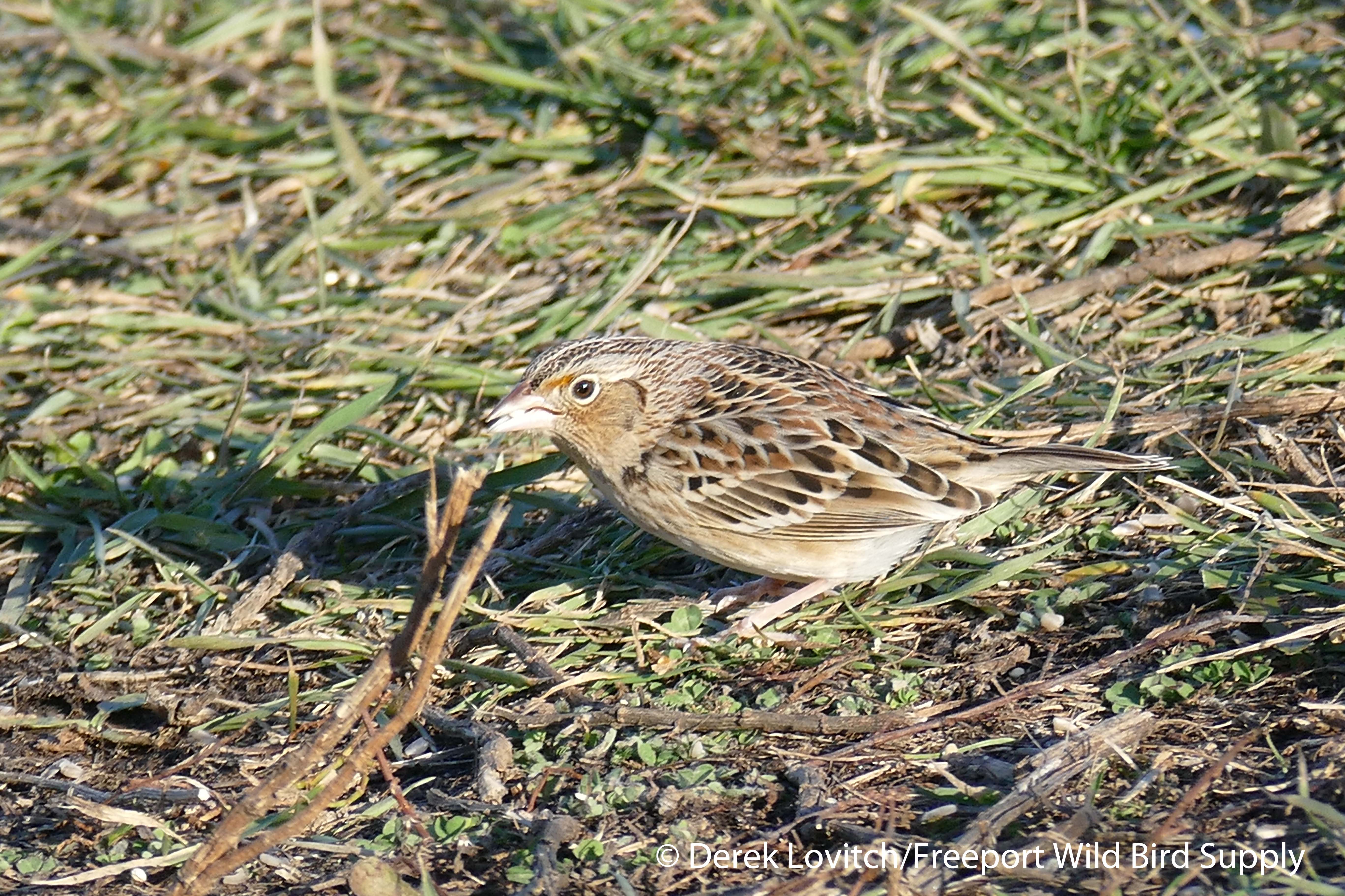 L1040163_GHSP1,DyerPoint,12-6-15