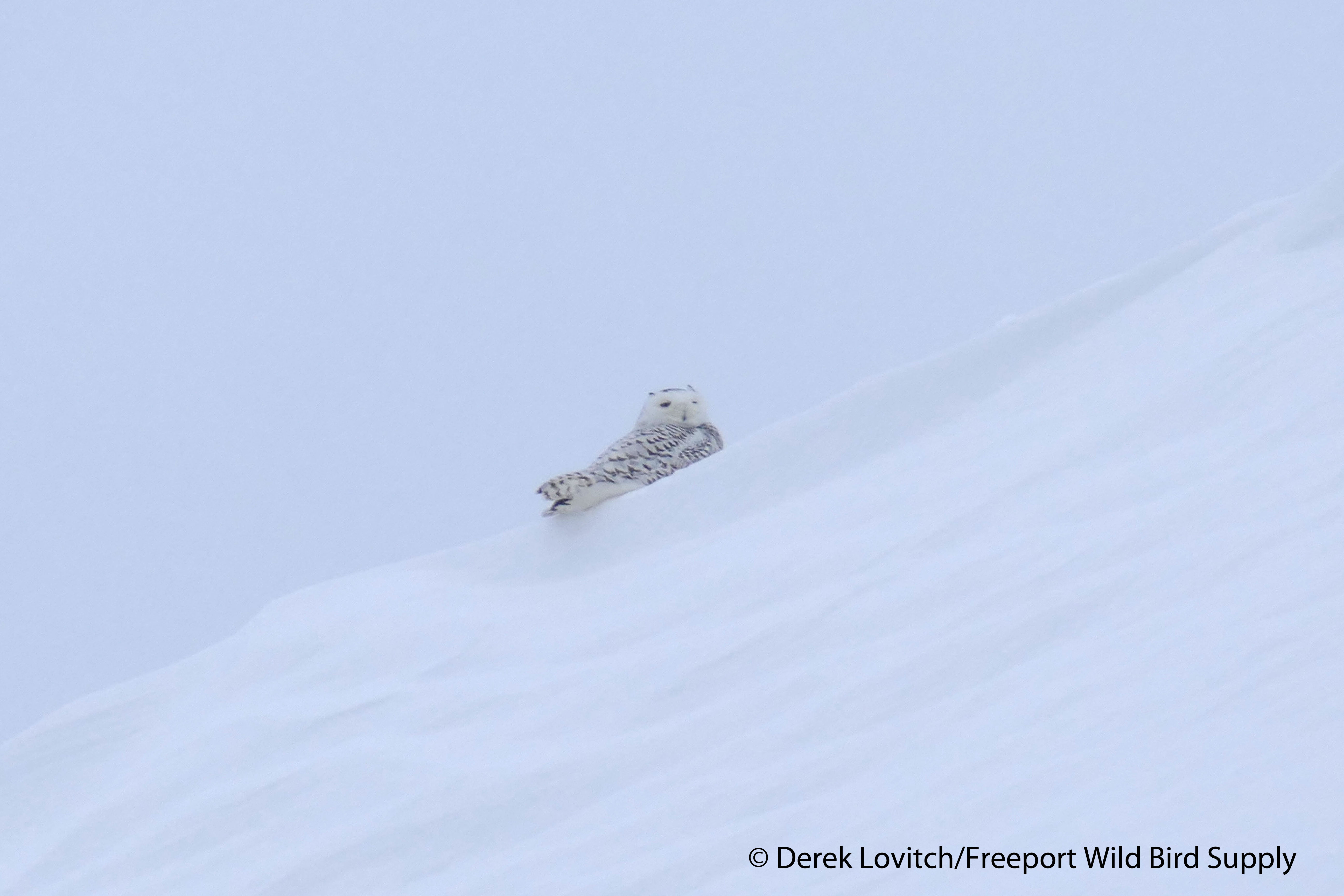 SNOW,Brunswick_Landing_birdwalk,1-31-15_edited-1