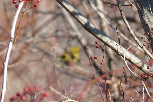 WIWA,CapeElizabethm12-6-15