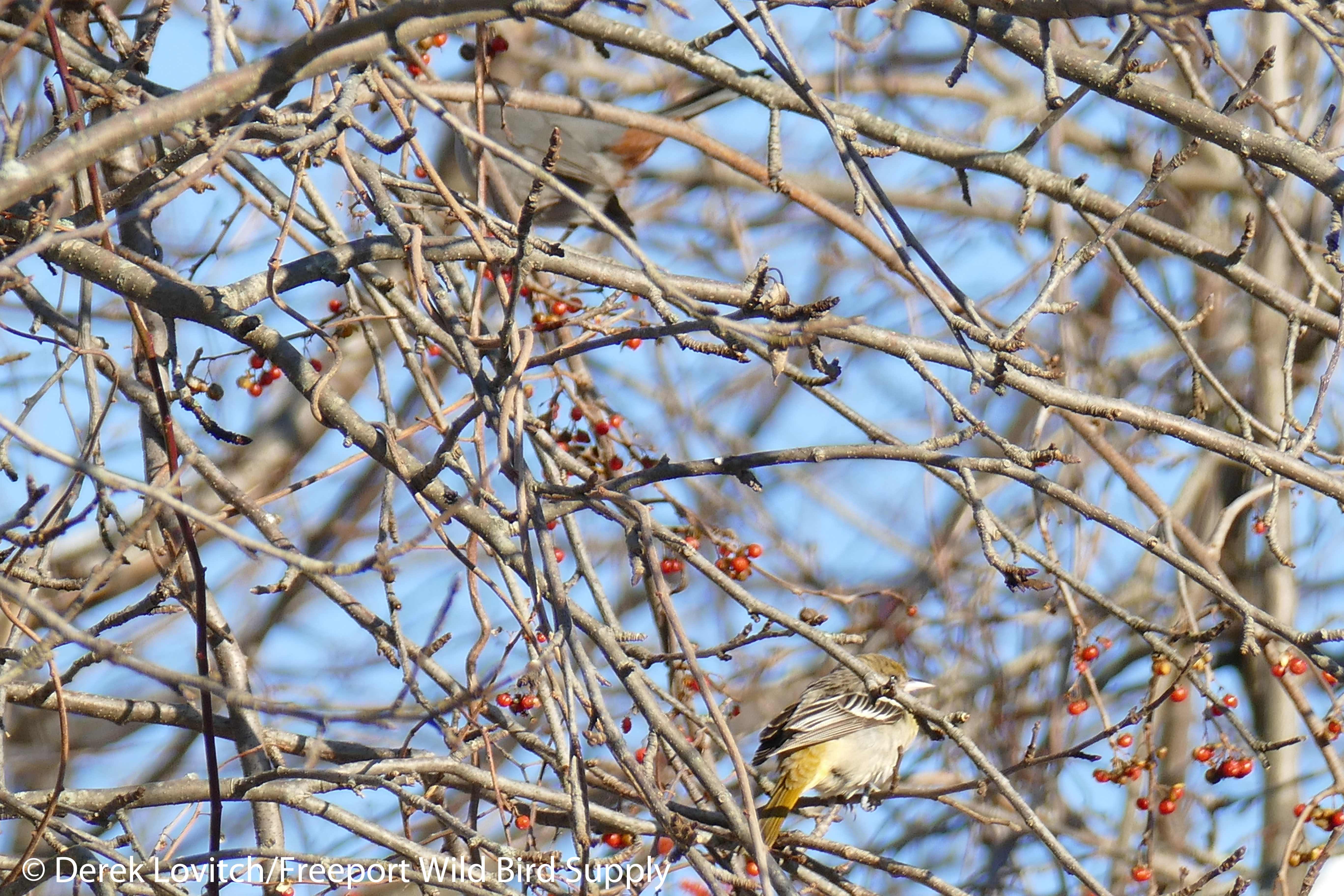 BAORandGRCA,SheridanSt,Portland,12-31-15_edited-2