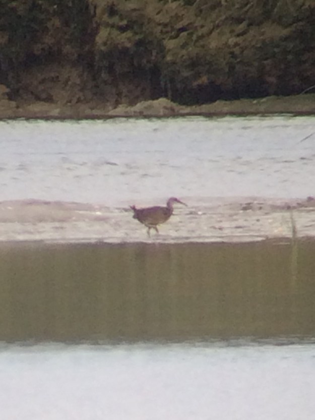 IMG_6223_CLRA1,JonesCreek,9-22-15