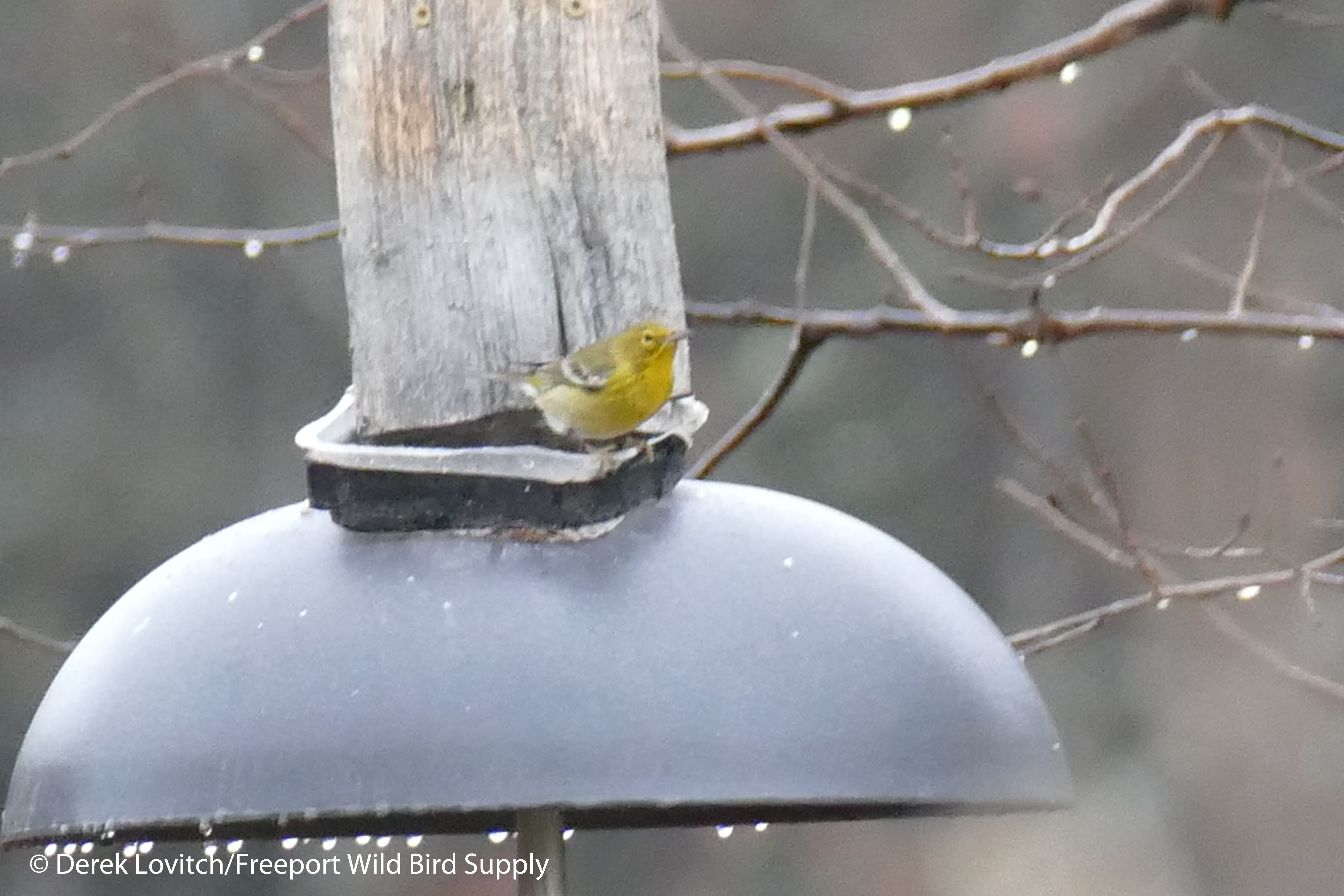 L1040178_PIWA2,JayStormers,Brunswick,12-10-15_edited-1