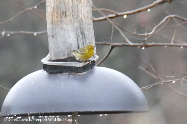 L1040178_PIWA2,JayStormers,Brunswick,12-10-15_edited-1