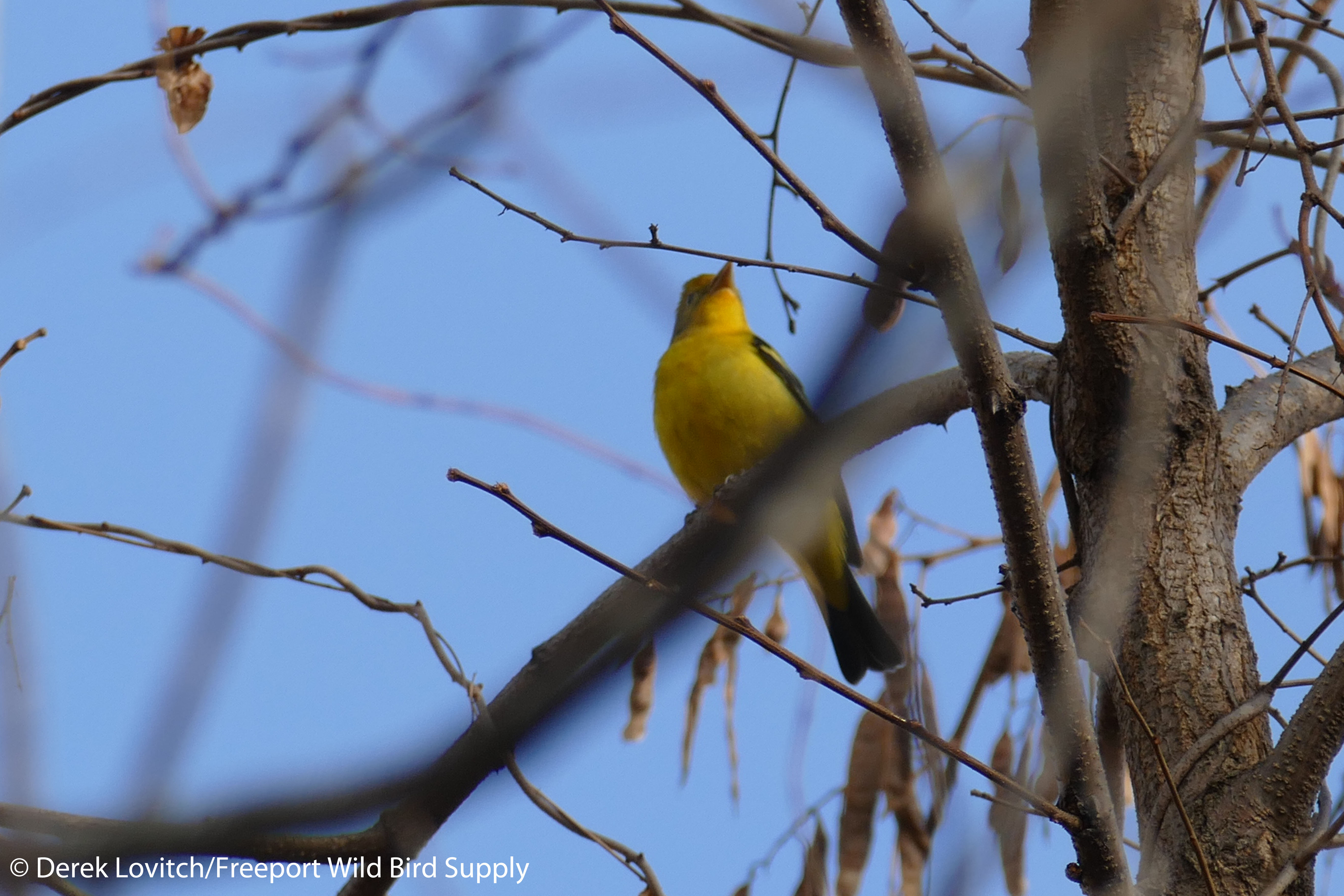 L1040189_WETA1,SacoRiverwalk,12-11-15_edited-1