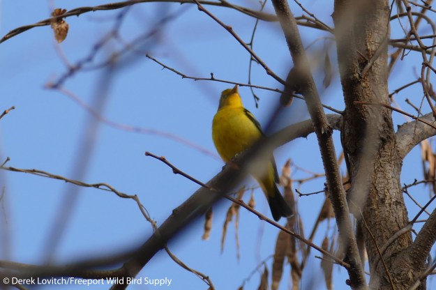 L1040189_WETA1,SacoRiverwalk,12-11-15_edited-1