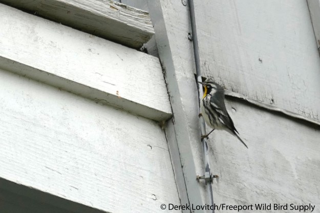 L1040215_YTWA3,Samoset,Rockport,12-17-15_edited-1