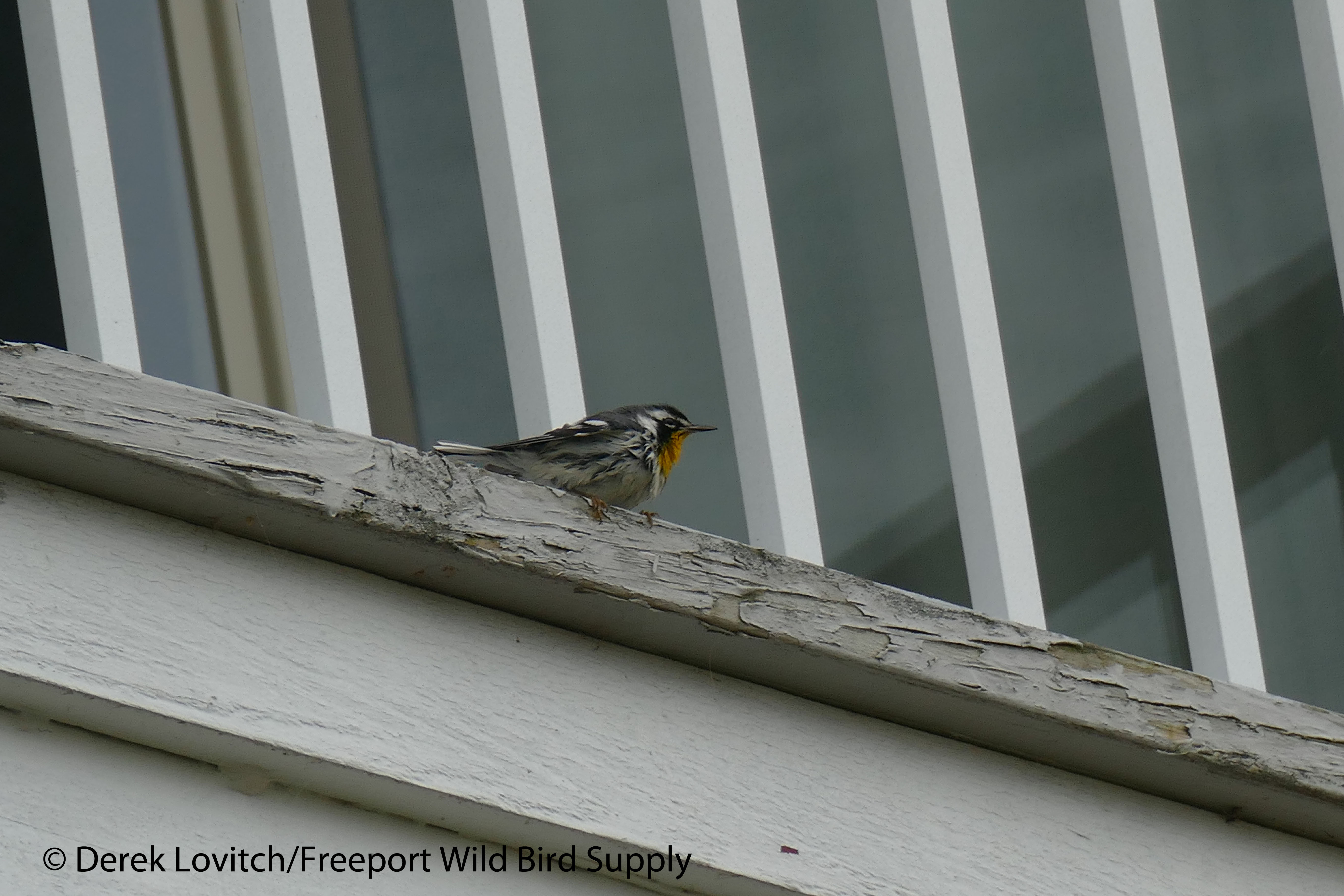 L1040251_YTWA1,Samoset,Rockport,12-17-15_edited-1