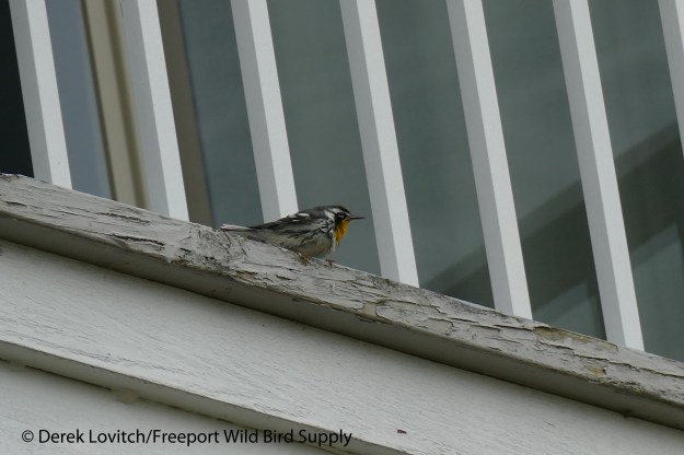 L1040251_YTWA1,Samoset,Rockport,12-17-15_edited-1