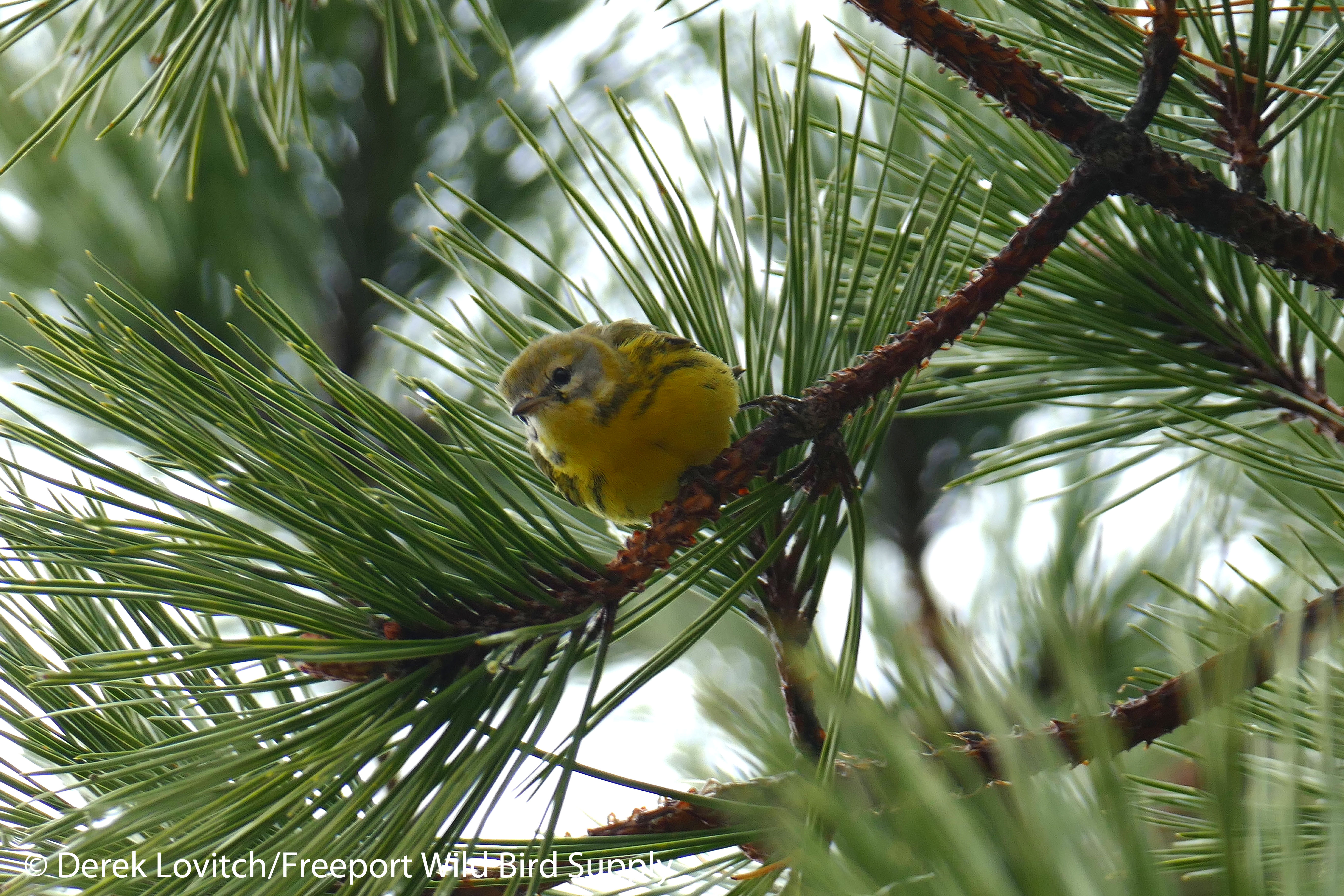 L1040305_PRAW,BiddPool,12-18-15_edited-1