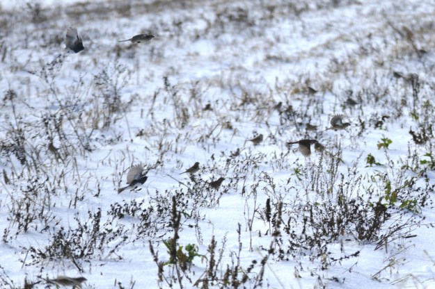 L1040338_mixed_sparrows,Alewives,CapeE,12-31-15