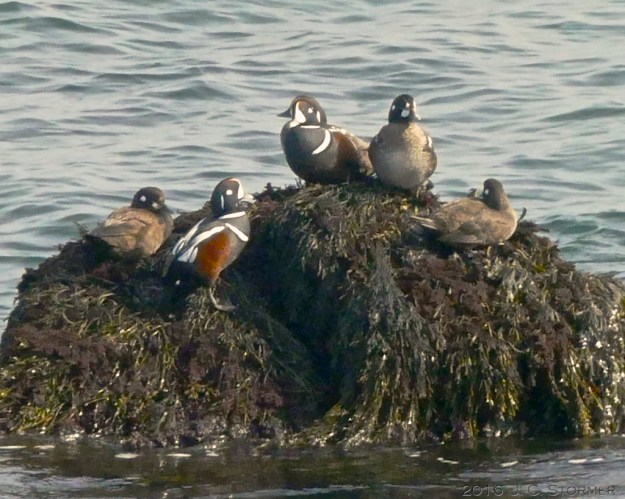 Harlequin Ducks (Histrionicus histrionicus) at Marginal Way, Ogunquit, ME