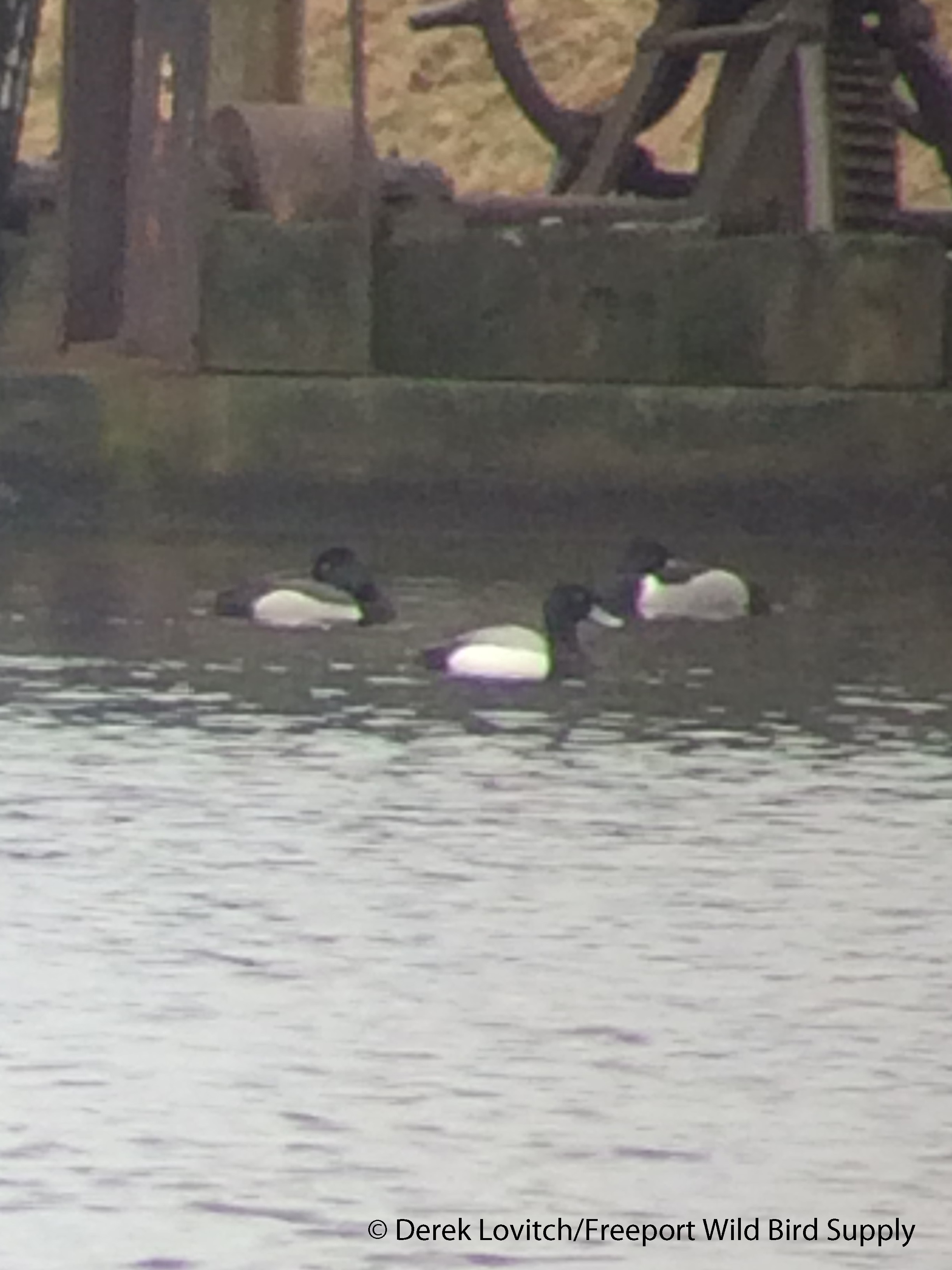 IMG_8138_hybrid_with_GRSCandRNDU_edited-1