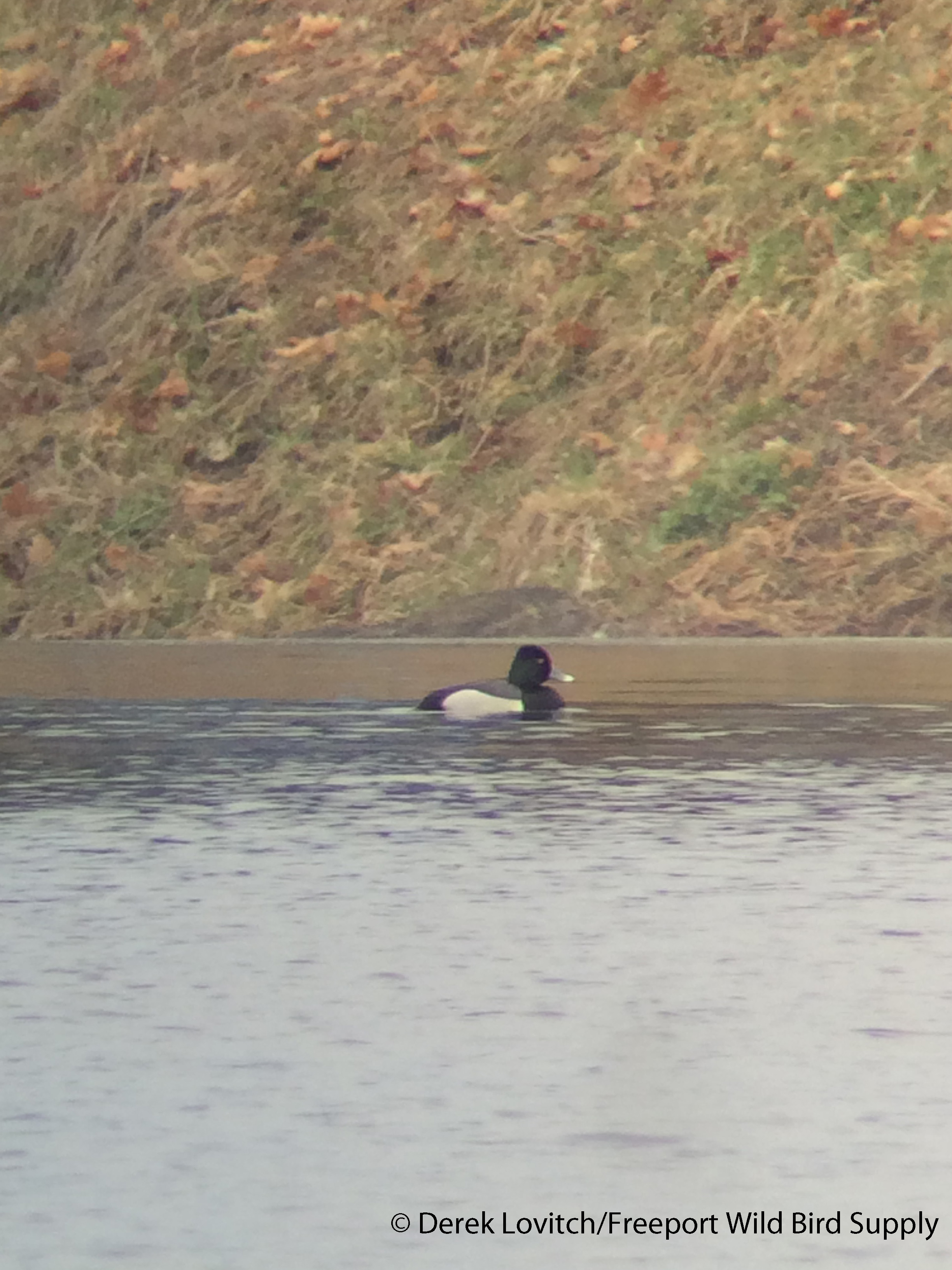 IMG_8147_Hybrid1_edited-1