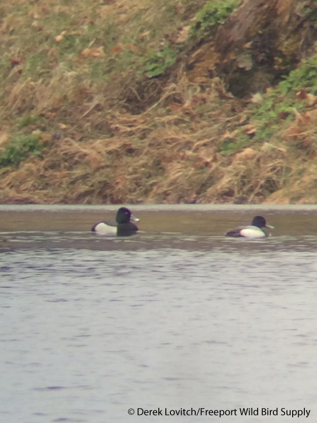 IMG_8148_Hybrid_withLESC1_edited-1