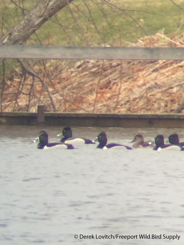 IMG_8163_hybrid_withRNDUs1_edited-1