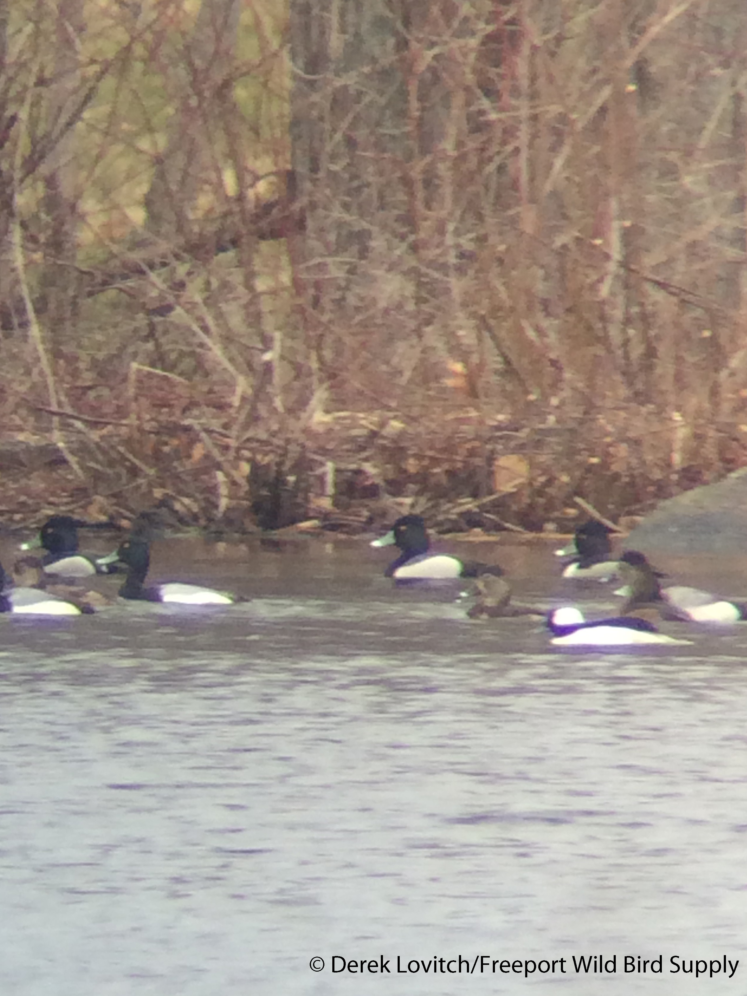 IMG_8170_hybrid_in_flock_edited-1