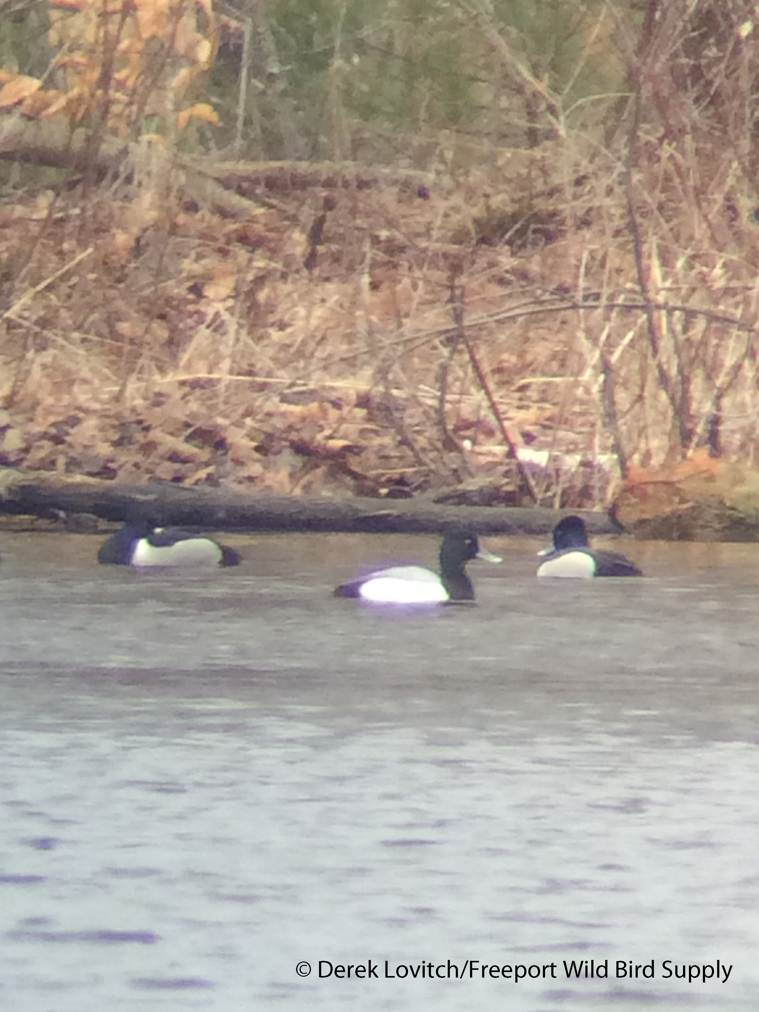 IMG_8175_hybrid_with_LESCandRNDU3_edited-1