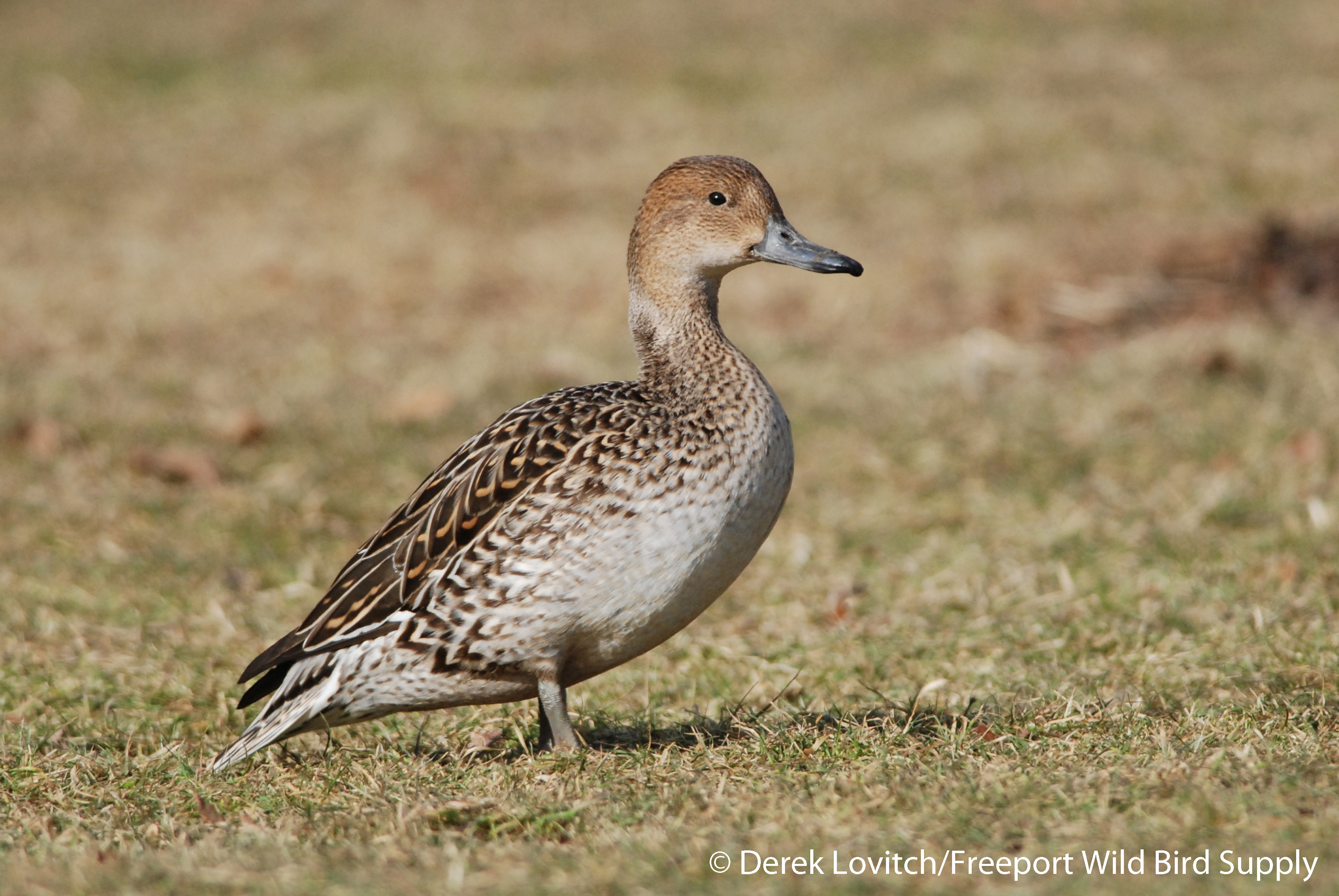 NOPI female1, Riverbank Park, 1-9-12_edited-1