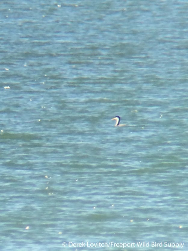 WEGR1,SimpsonsPoint,4-21-16_edited-1