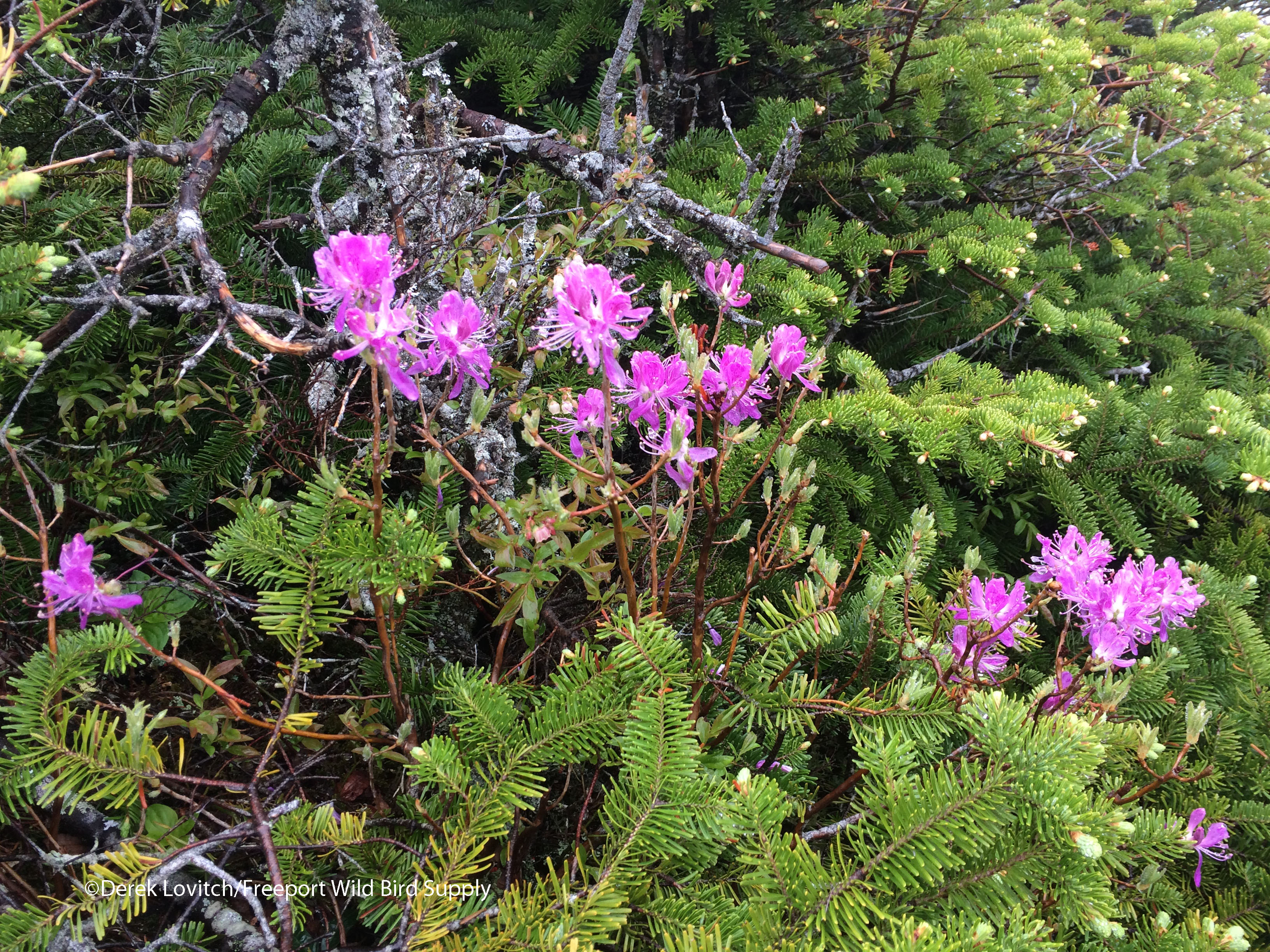 IMG_8393_rhodora_Cannon_Mtn_edited-1