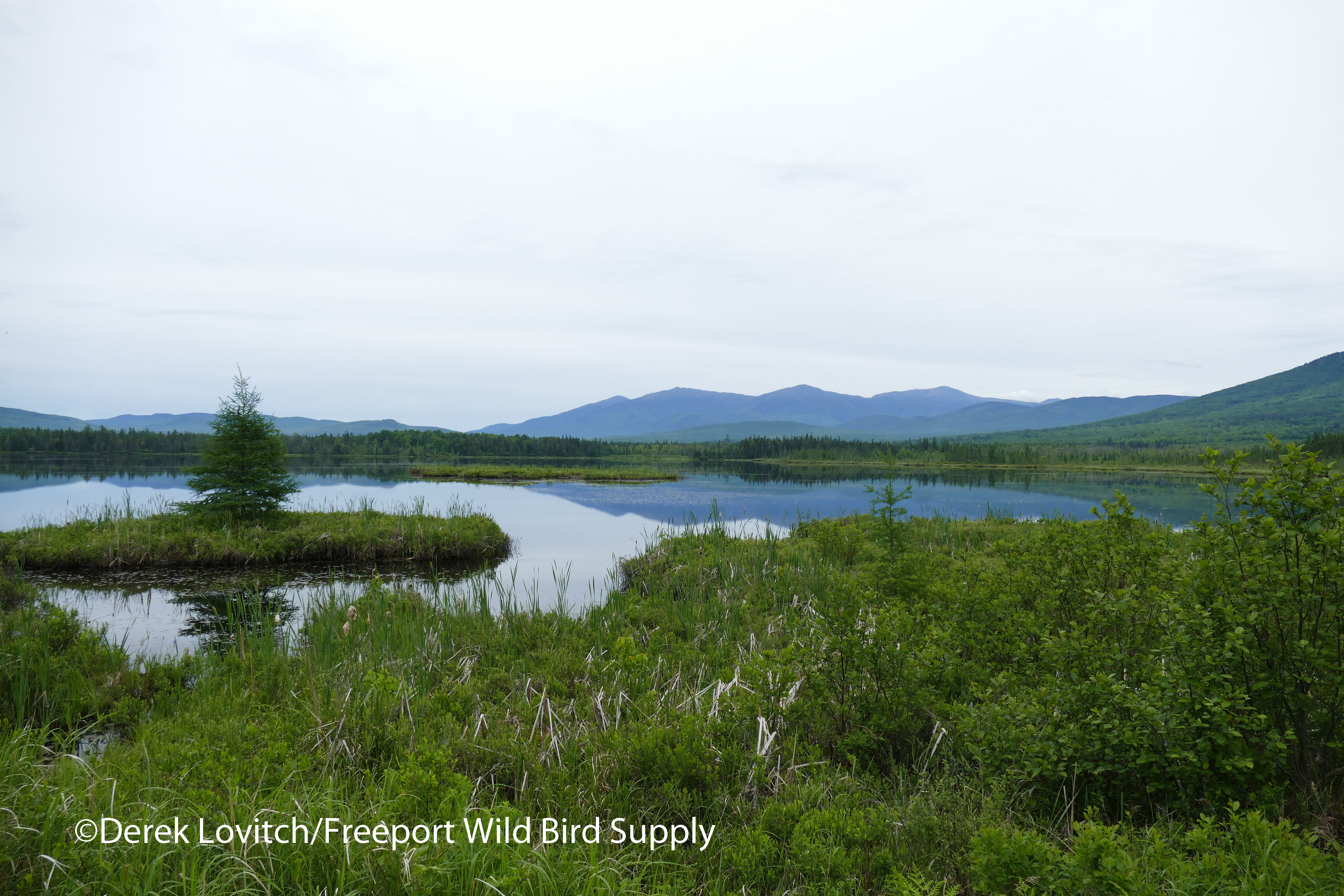 L1040986_BigCherryPond1_edited-1