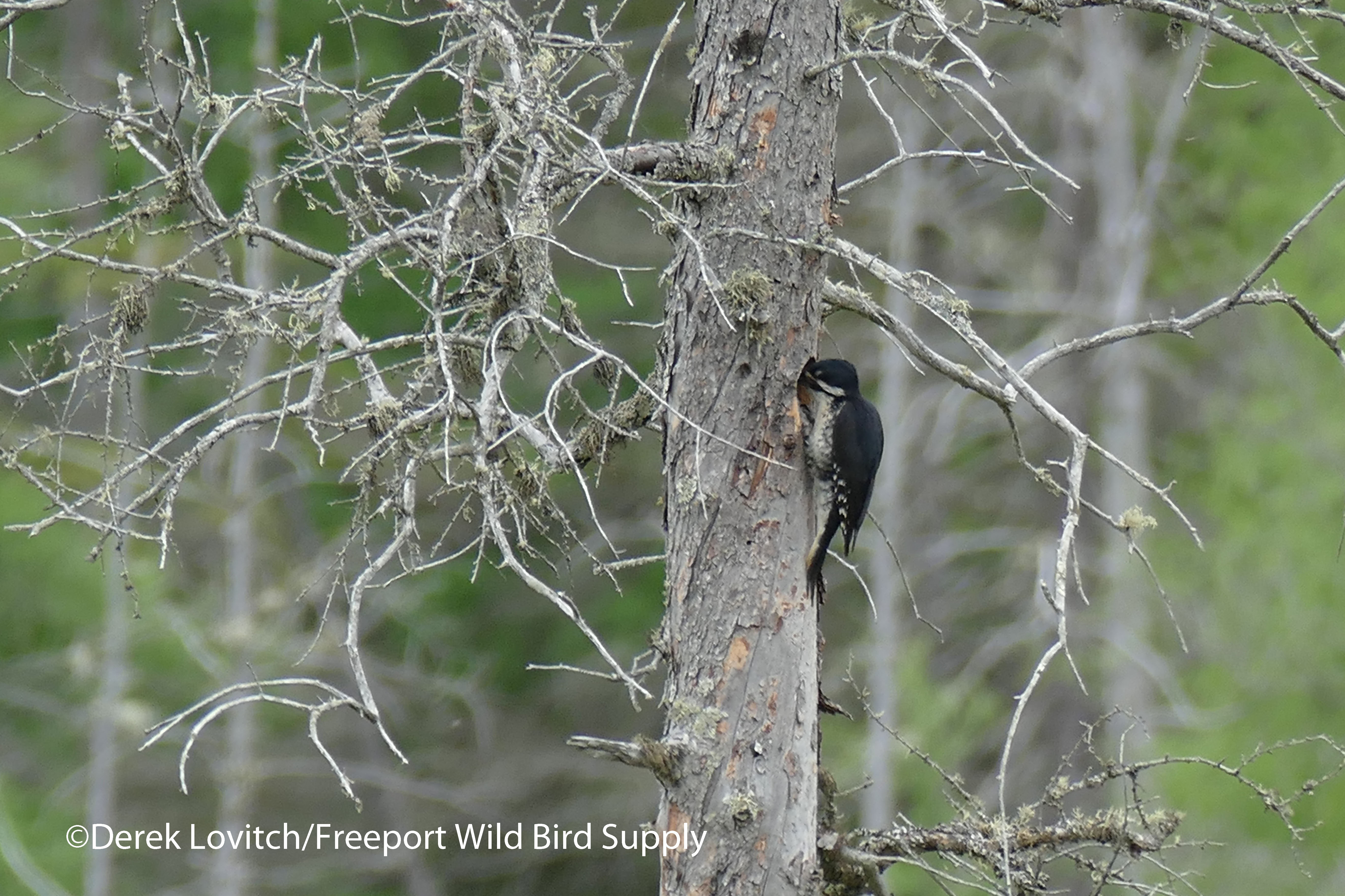 L1050056_BBWO7_edited-1