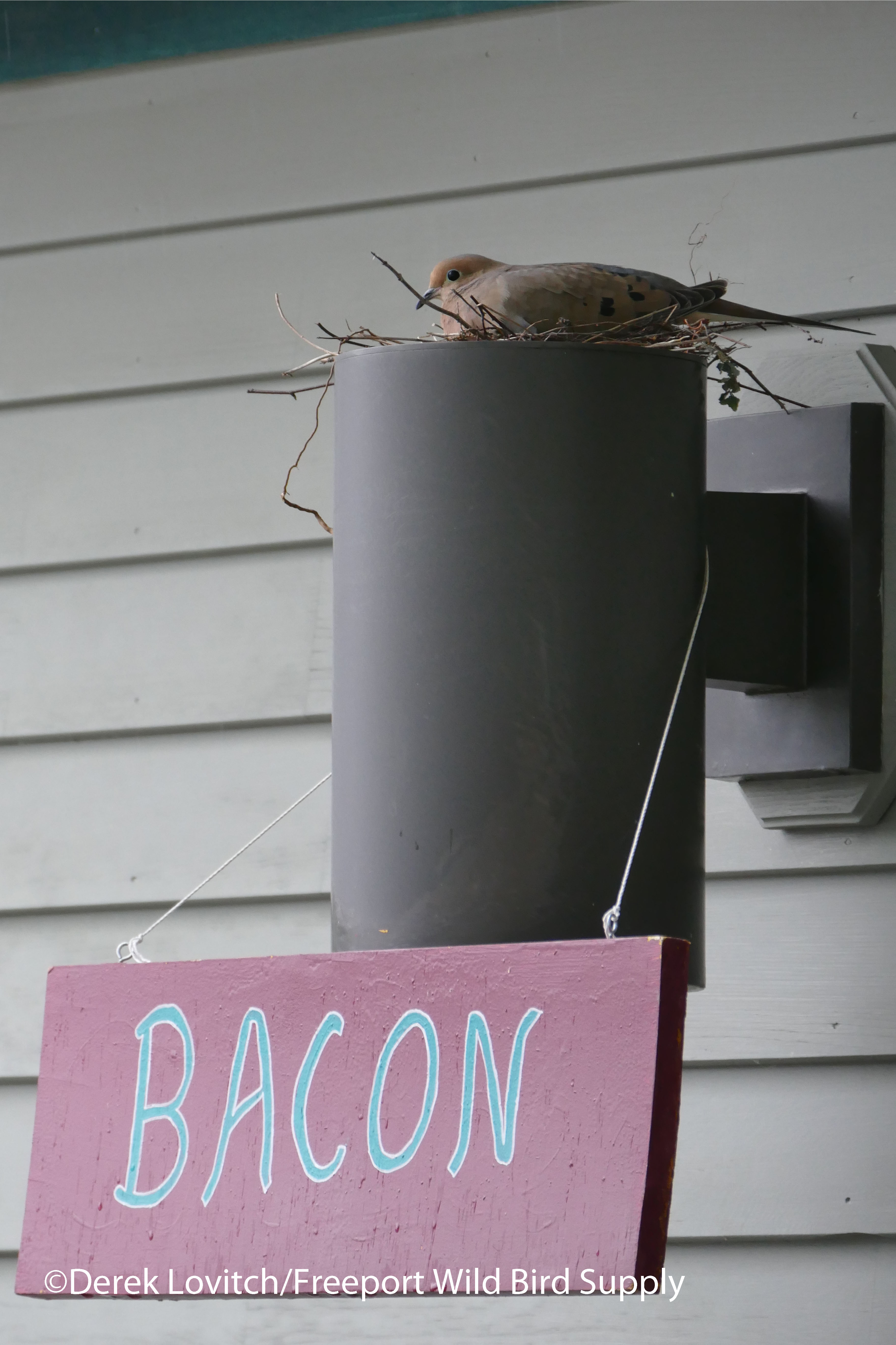 L1050087_bacon_MODO_edited-1