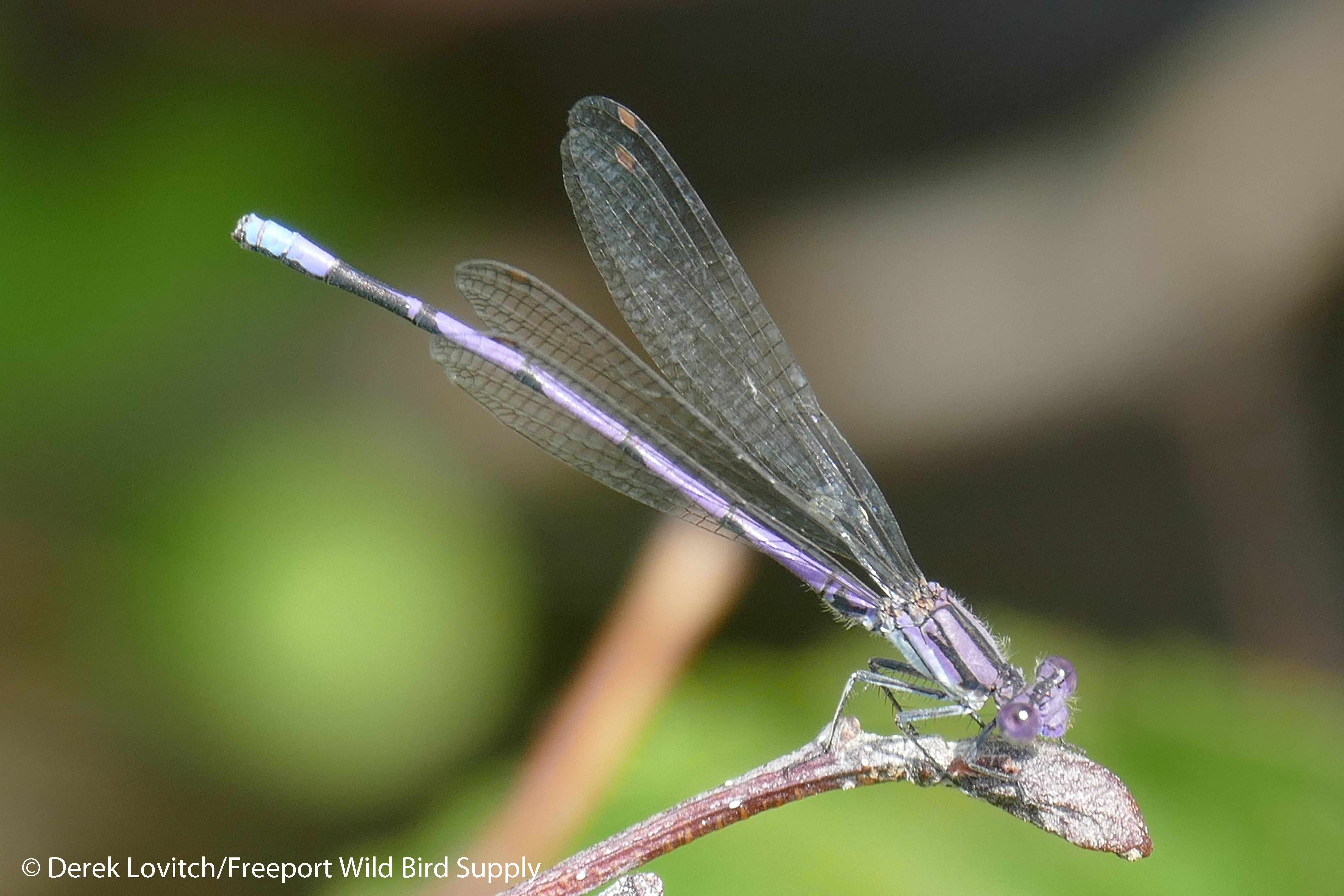 11. Variable_Dancer_edited-1