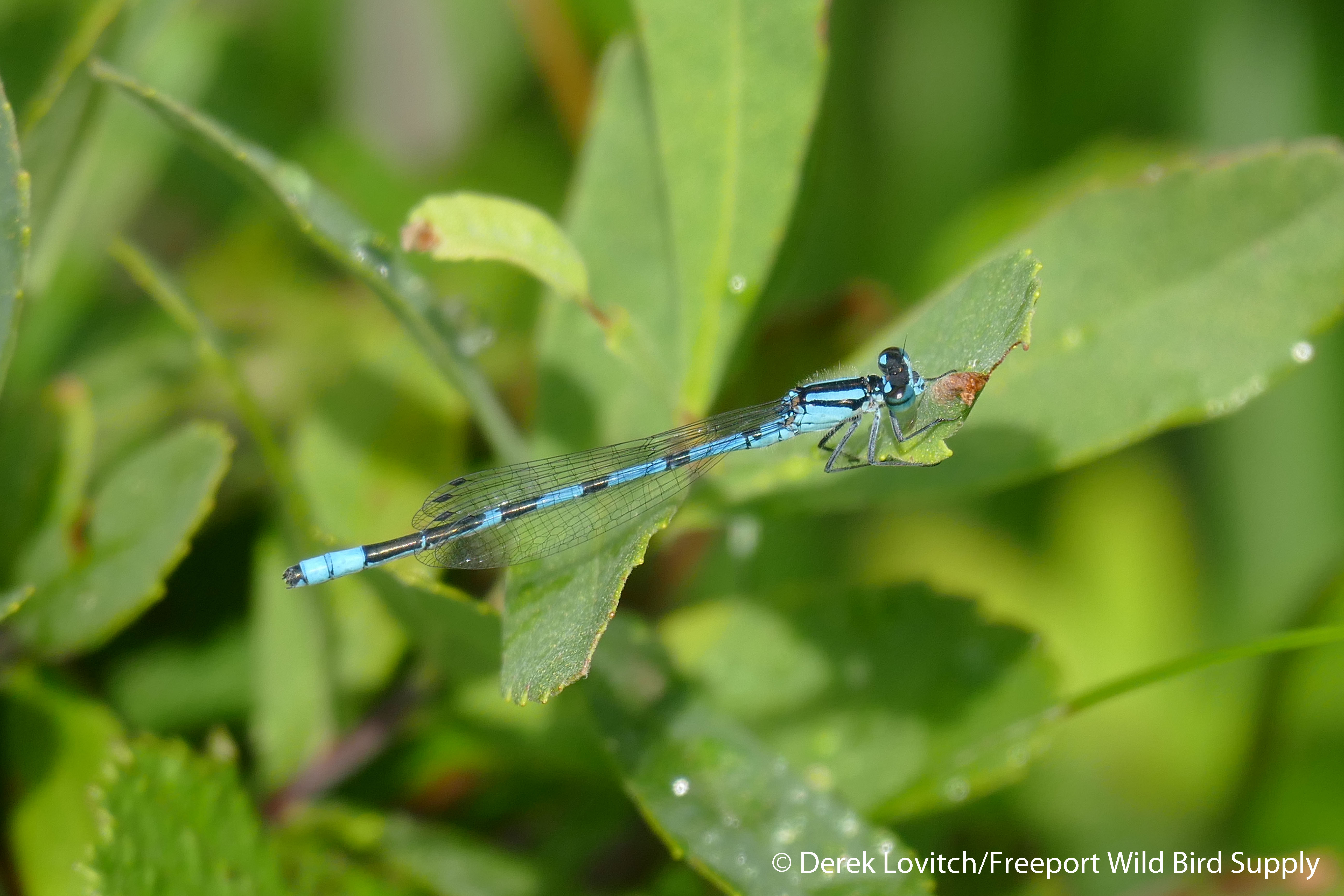12. Boreal_or_NorthernBluet_edited-1