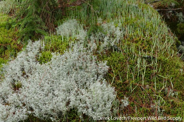 15. lichen_garden_edited-1