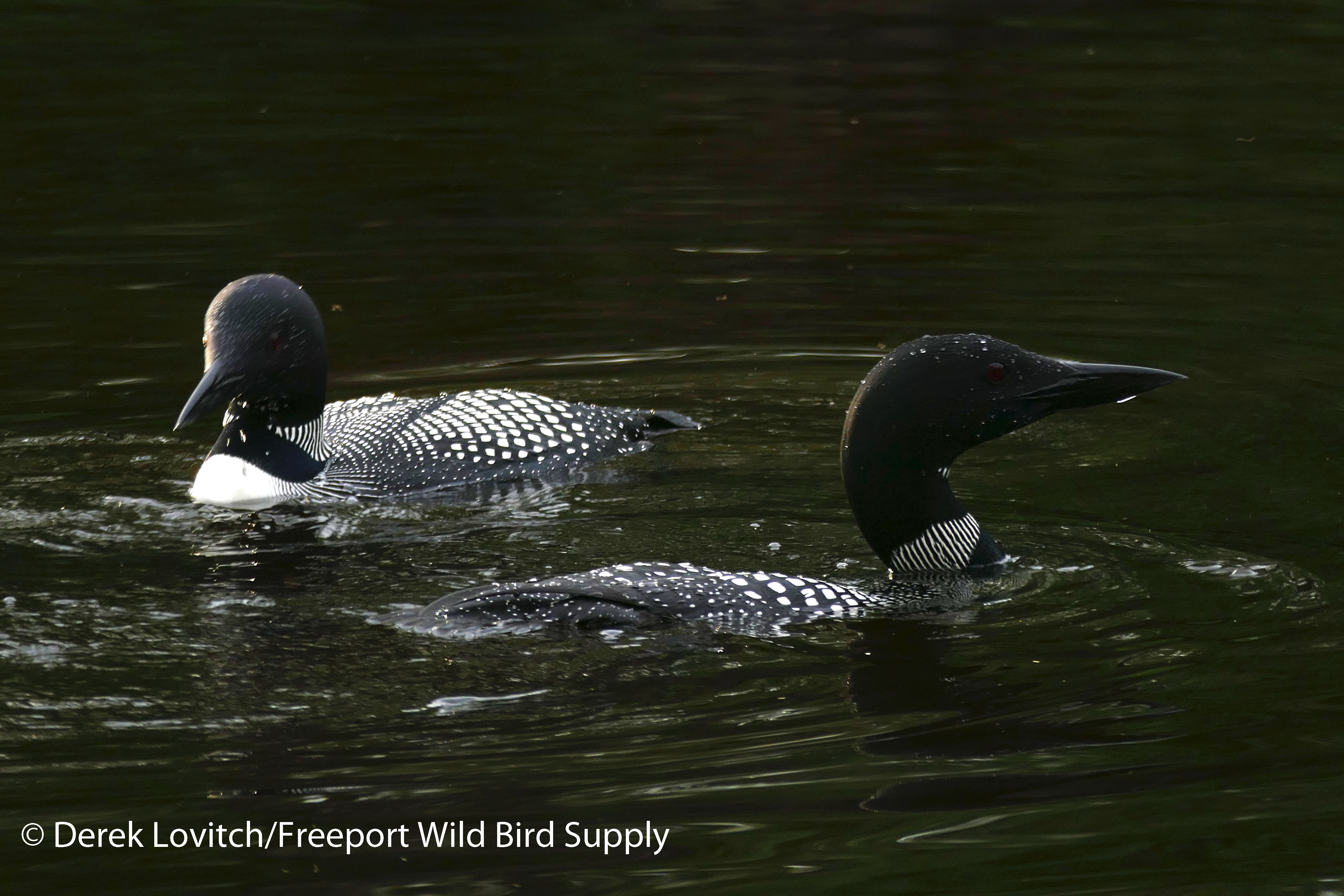 16. COLO_pair_edited-1