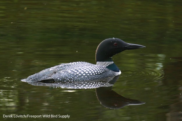 17. L1050464_COLO1_edited-1