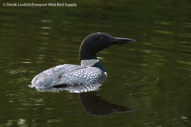 18. L1050458_COLO2_edited-1