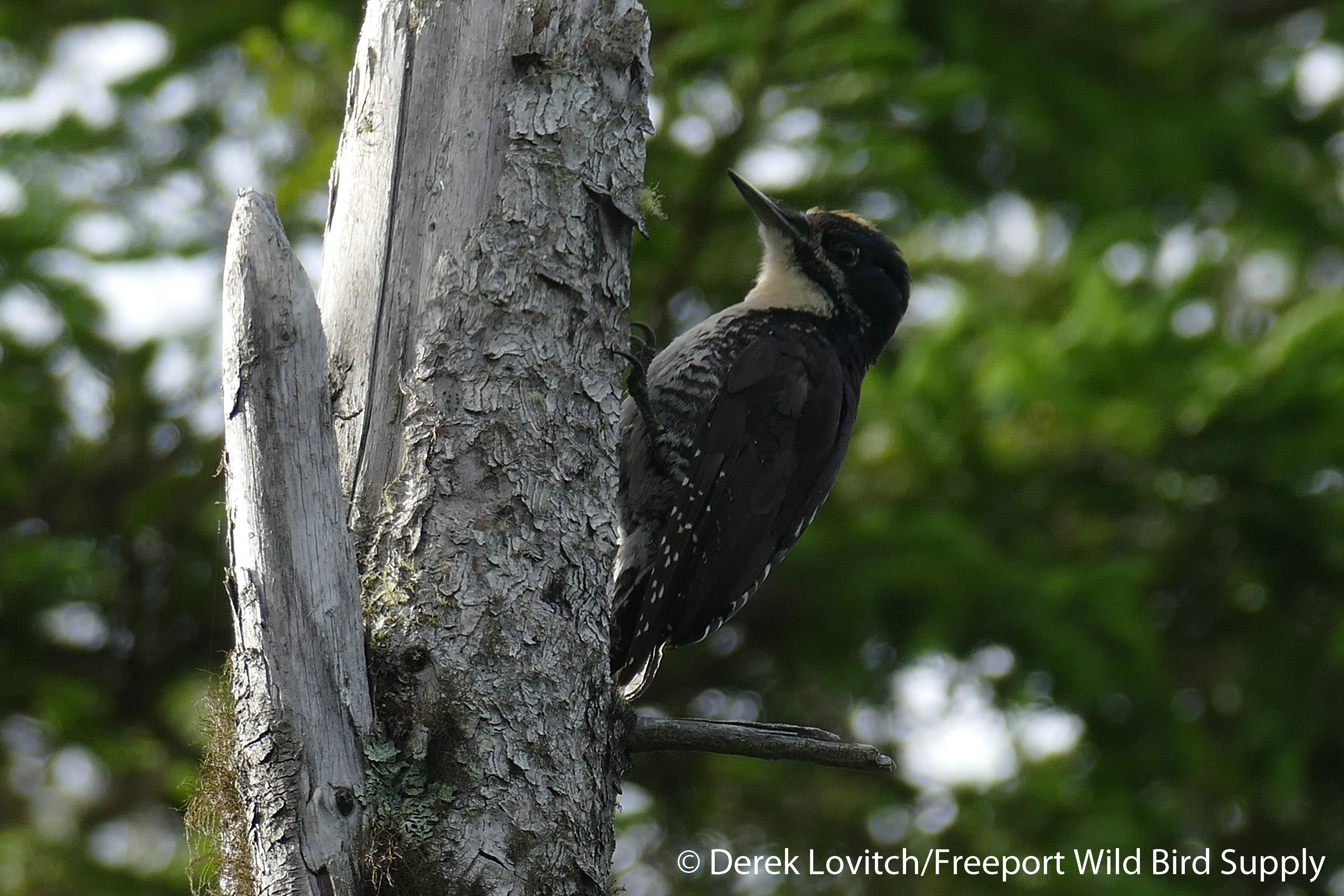 23. L1050571_firstATTW_male,NesowadnahunkRd, 7-19-16_edited-1