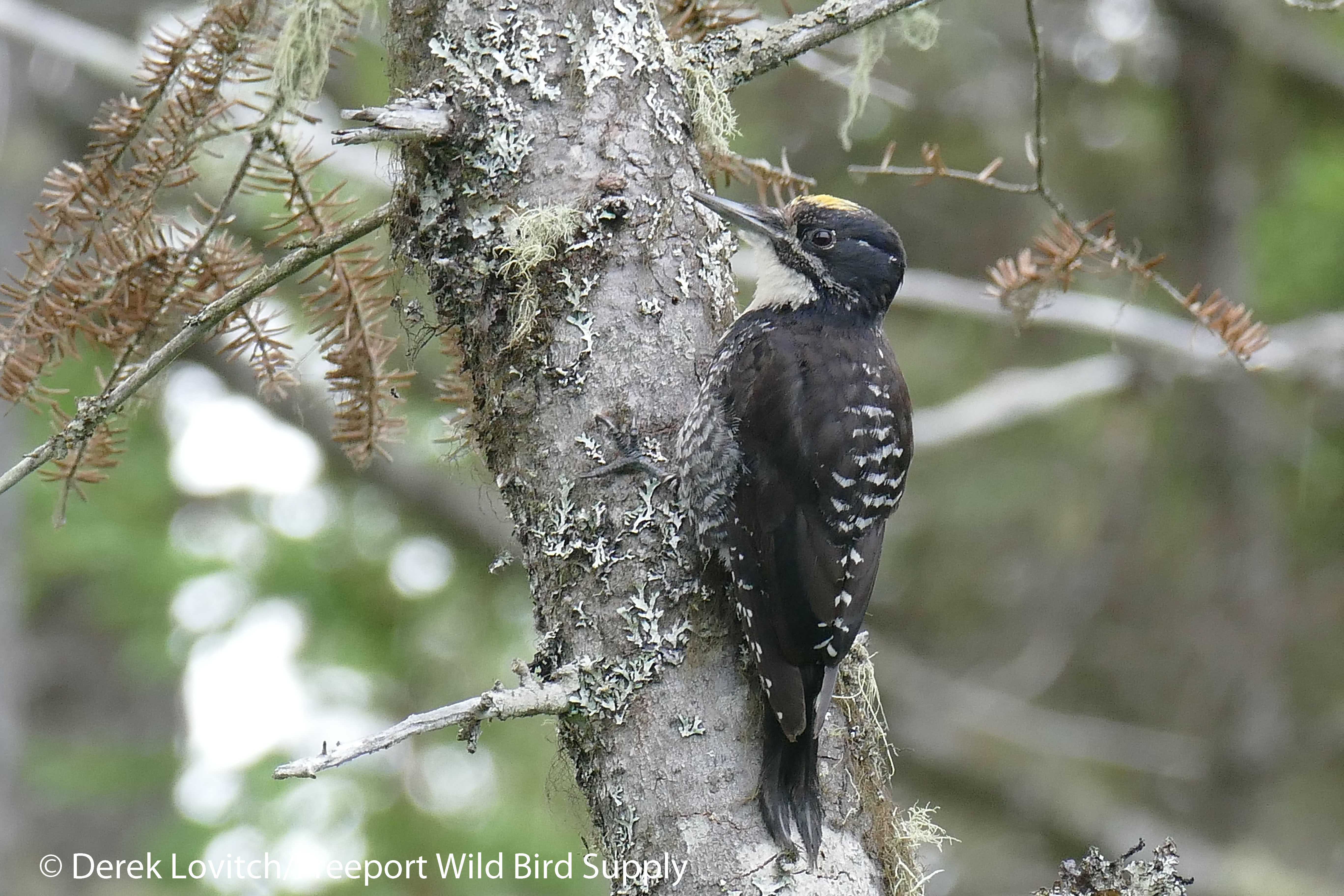 24. L1050633_ATTW_male1,NesowadnahunkRd, 7-19-16_edited-1