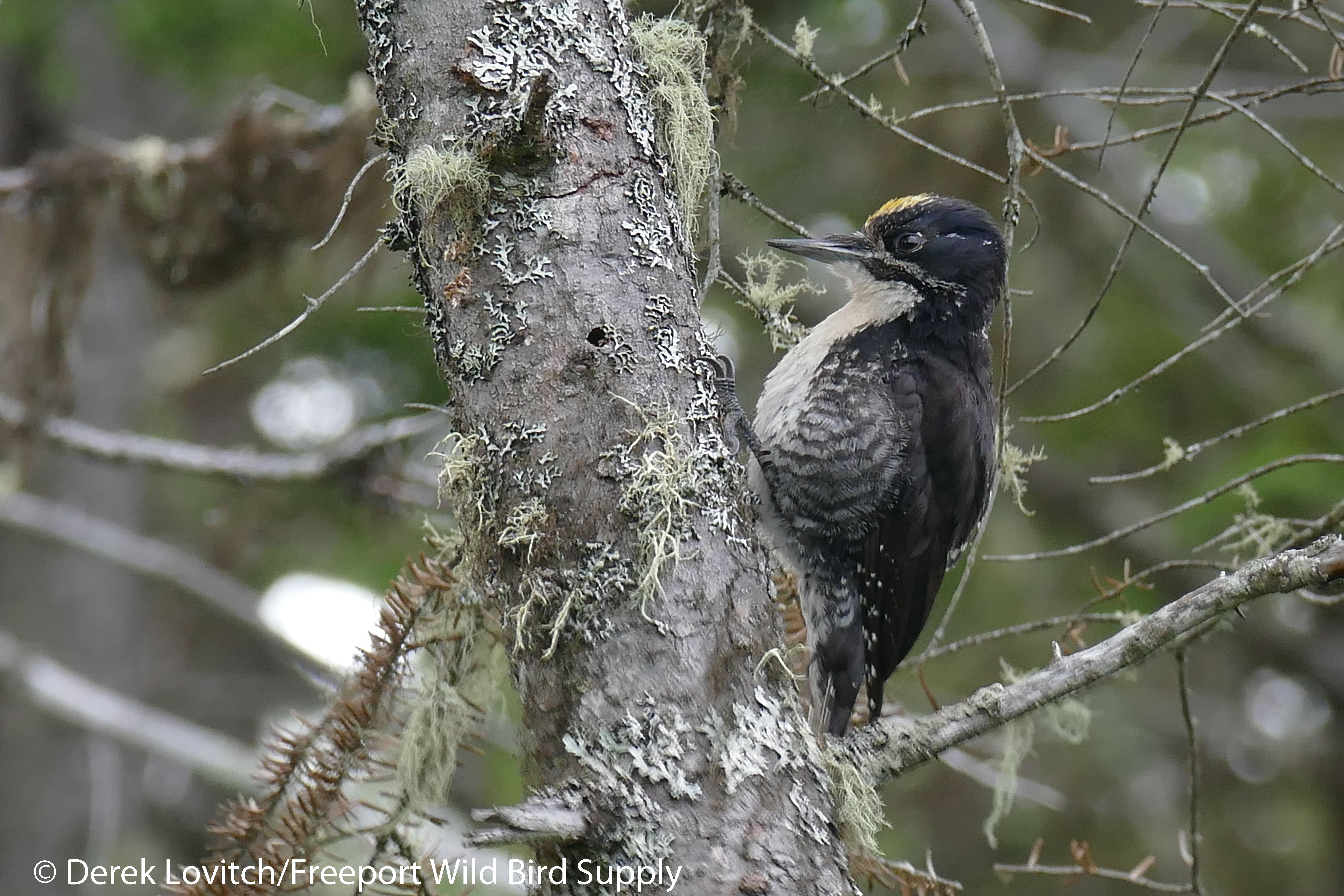 25. L1050644_ATTW_male2,NesowadnahunkRd, 7-19-16_edited-1