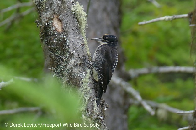 26. L1050597_ATTW_male3,NesowadnahunkRd, 7-19-16_edited-1