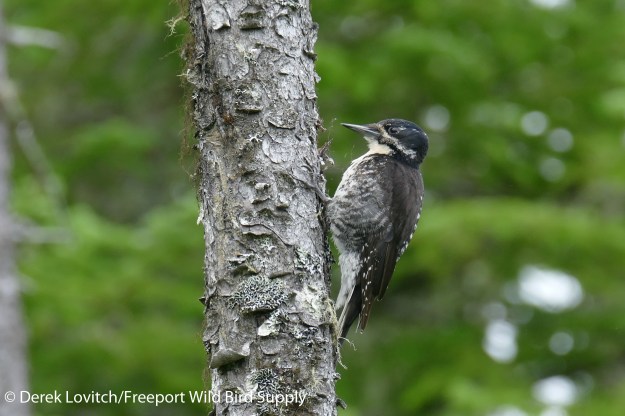 29. L1050653_ATTW_female1,NesowadnahunkRoad,7-19-16_edited-1