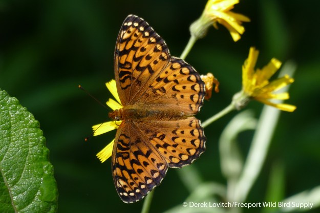 3. Aphrodite_Frittilary,HarvesterRd,7-17-16_edited-1