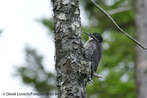 30. L1050690_ATTW_female2,NesowadnahunkRoad,7-19-16_edited-1