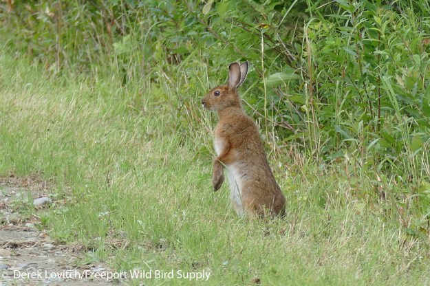31. L1050739_SnowshoeHare,TelosRd,7-19-16_edited-1