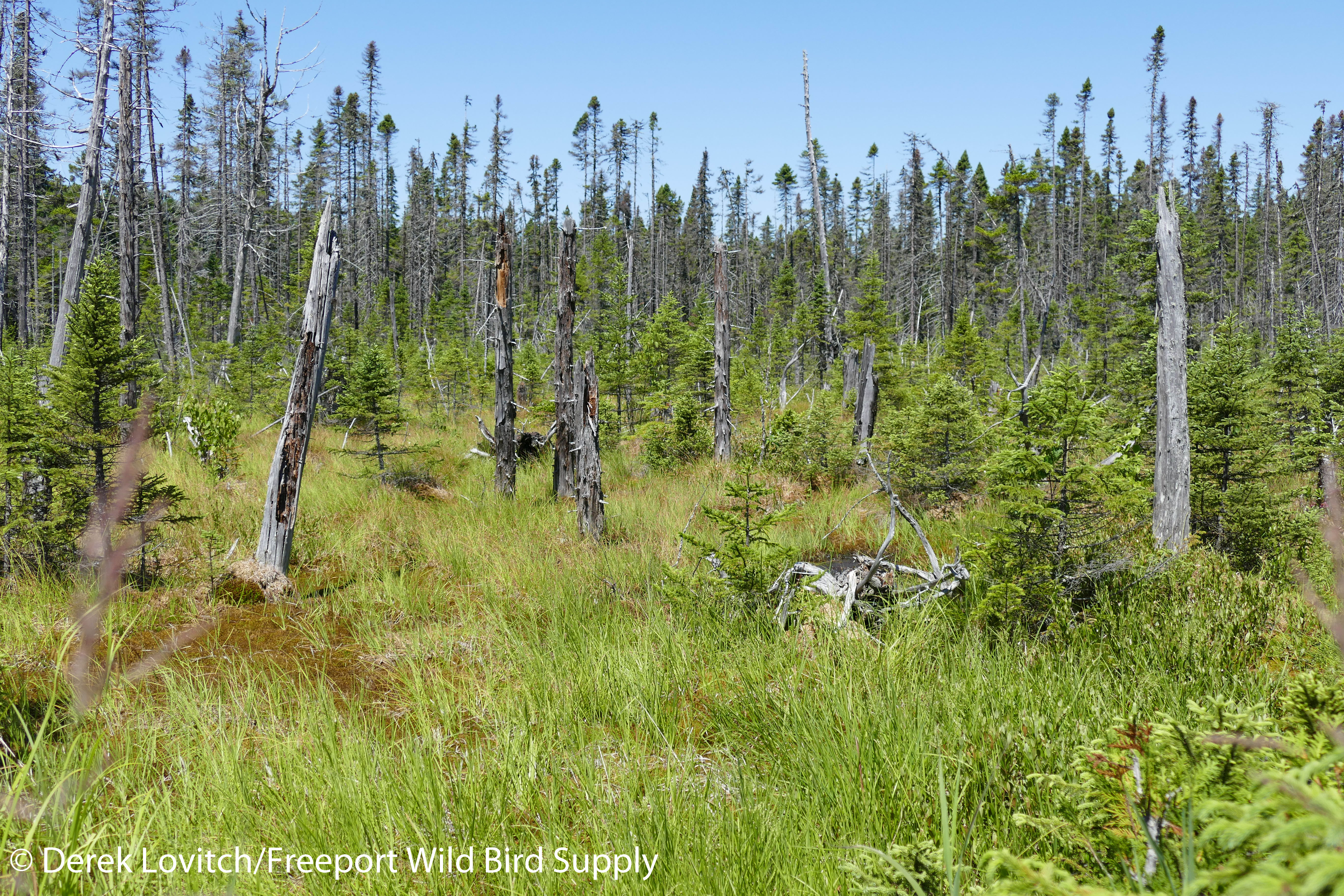 7. park_woodpecker_habitat,7-18-19-edited