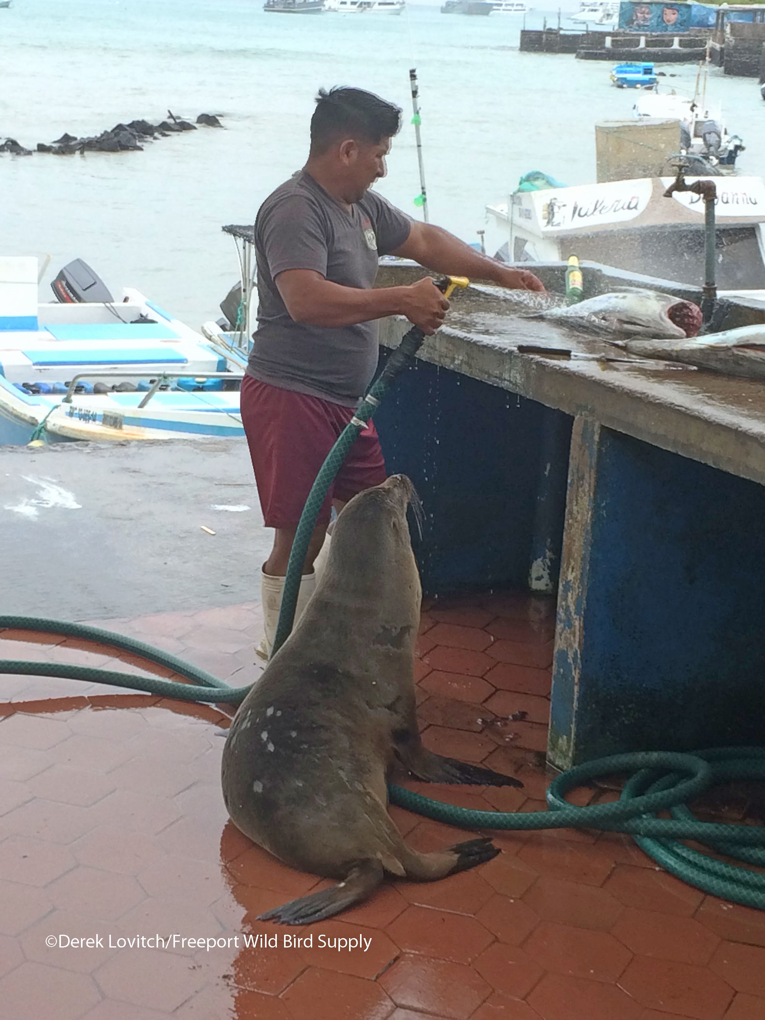 beggingSeaLion_edited-1