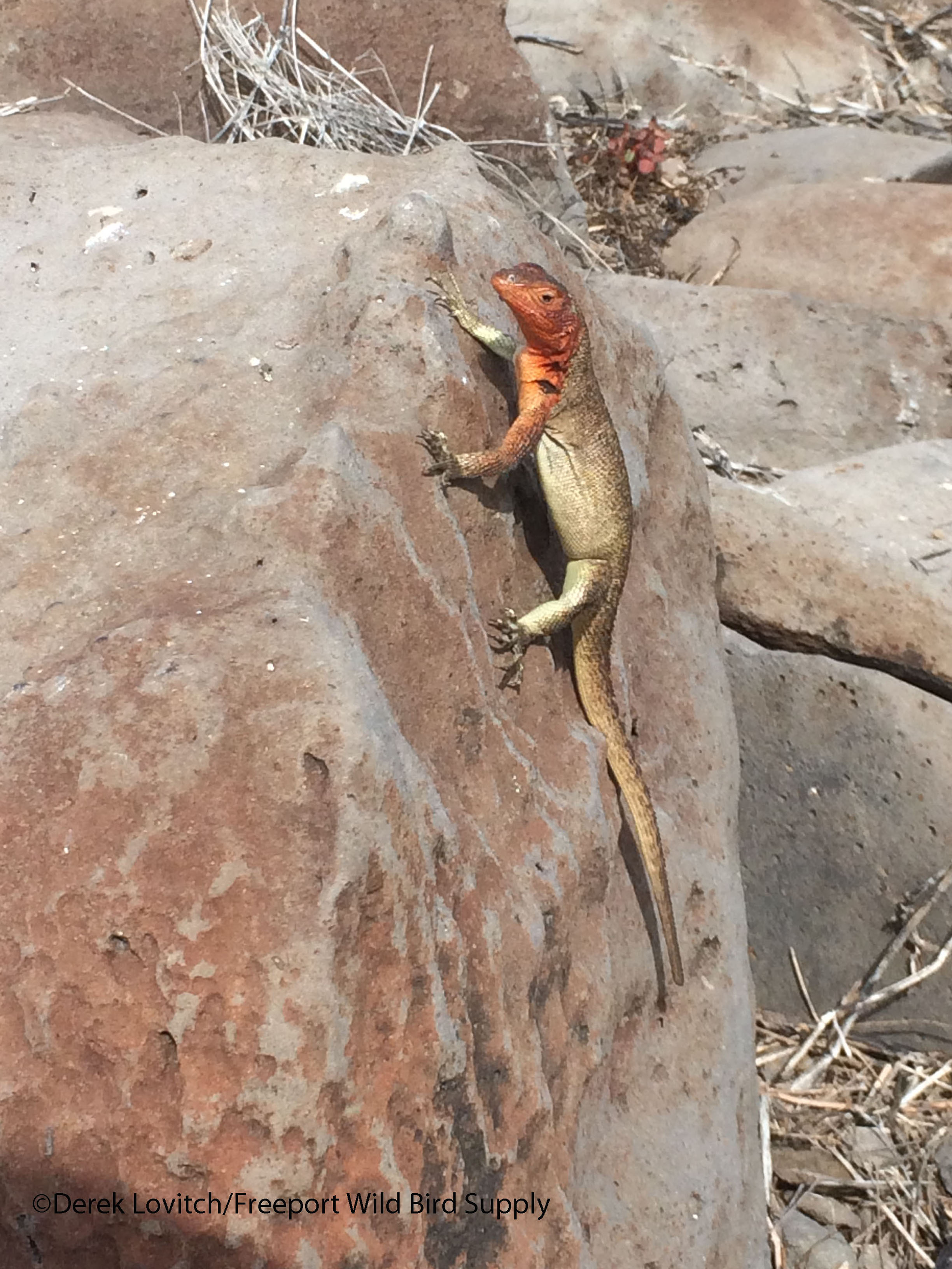 femaleLavaLizard_edited-1