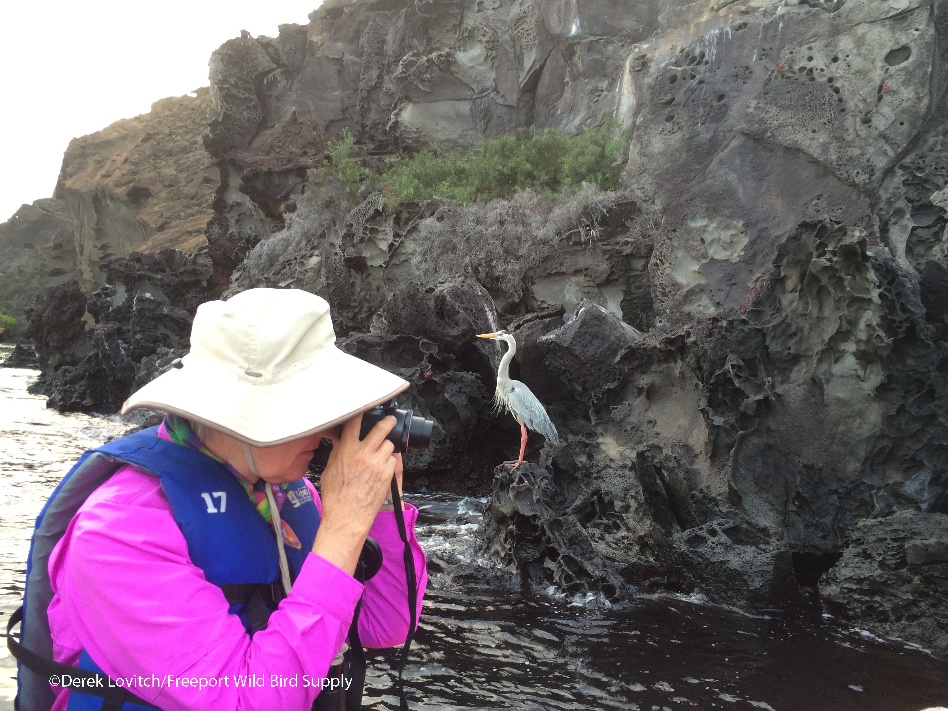 GBHE-and-photographer
